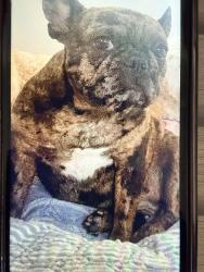 Lost Female Dog last seen 228th and Figueroa, Carson, CA 90745