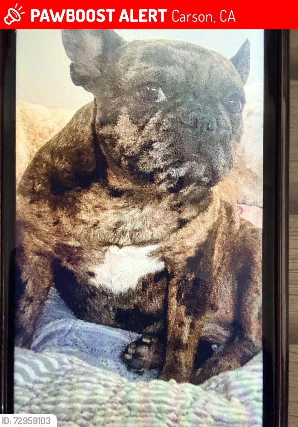 Lost Female Dog last seen 228th and Figueroa, Carson, CA 90745
