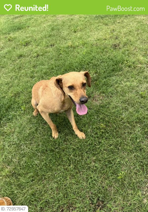 Reunited Male Dog last seen Near NW Brickhaven St, Bentonville, AR 72713, USA, Bentonville, AR 72713