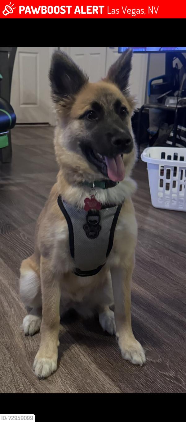 Lost Female Dog last seen Jeffery’s and Brittanic , Las Vegas, NV 89183