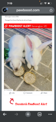 Reunited Male Rabbit last seen Kate close , Kennington Victoria 3550, Kennington, VIC 3550