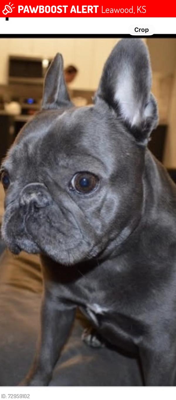 Lost Female Dog last seen 91st and High Drive, Leawood, KS 66206