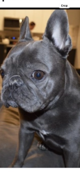 Lost Female Dog last seen 91st and High Drive, Leawood, KS 66206