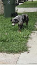 Found/Stray Unknown Dog last seen East Inwood and Rayborn , Arlington, TX 76010