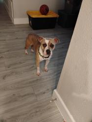 Found/Stray Male Dog last seen Sawmill and Sawdust, The Woodlands, TX 77380