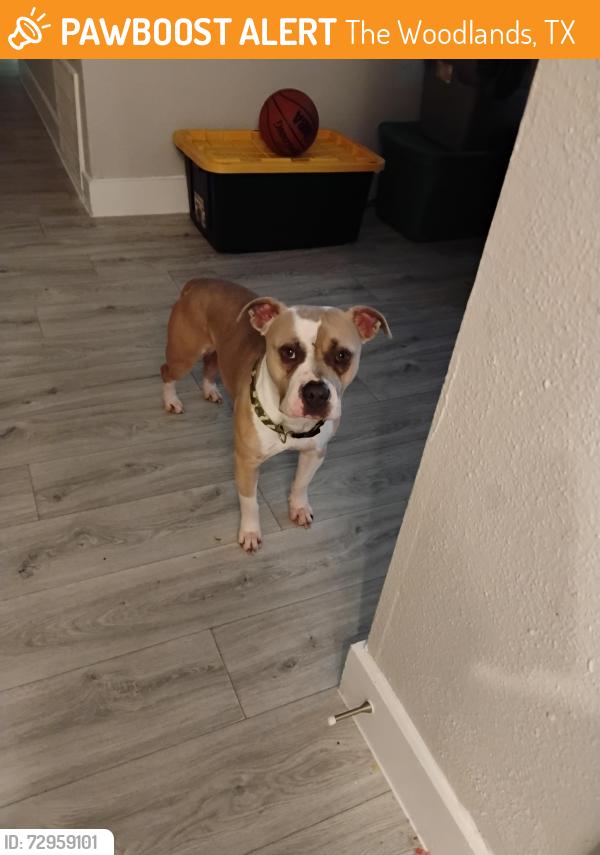 Found/Stray Male Dog last seen Sawmill and Sawdust, The Woodlands, TX 77380