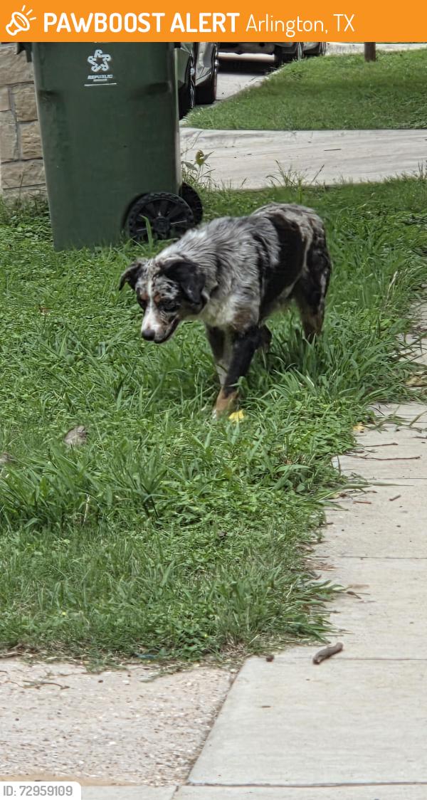 Found/Stray Unknown Dog last seen East Inwood and Rayborn , Arlington, TX 76010