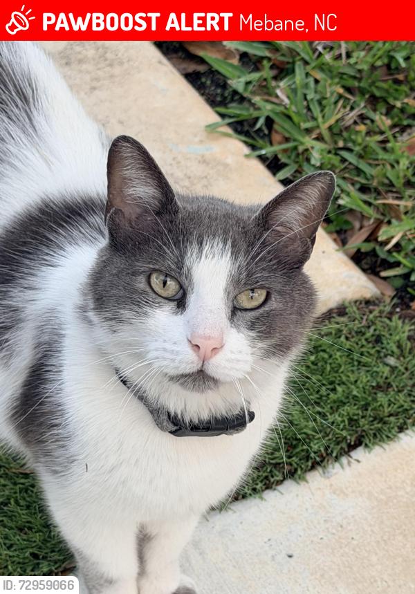 Lost Male Cat last seen Arrowhead boulevard in front of the Tanger Outlets , Mebane, NC 27302
