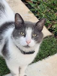 Lost Male Cat last seen Arrowhead boulevard in front of the Tanger Outlets , Mebane, NC 27302