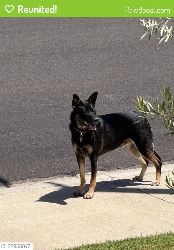 Reunited Female Dog last seen Near Rubicon Circle, Temecula CA 92591, Temecula, CA 92591
