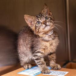 Shelter Stray Male Cat last seen , Hattiesburg, MS 39401