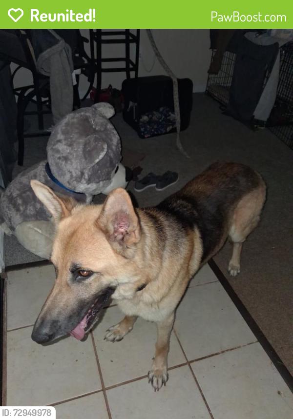 Reunited Male Dog last seen Between Hwy 14 and 85 near Pelham hosp , Greer, SC 29650