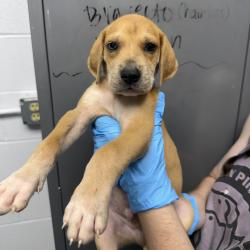 Shelter Stray Male Dog last seen , Hattiesburg, MS 39401