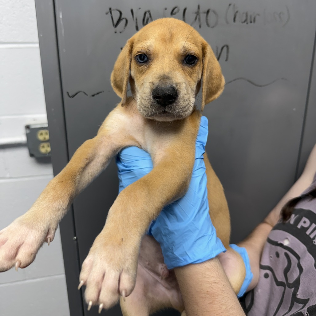 Shelter Stray Male Dog last seen , Hattiesburg, MS 39401