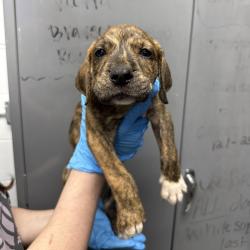 Shelter Stray Male Dog last seen , Hattiesburg, MS 39401