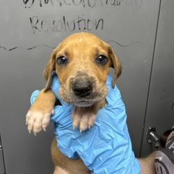 Shelter Stray Male Dog last seen , Hattiesburg, MS 39401