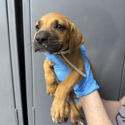 Shelter Stray Male Dog last seen , Hattiesburg, MS 39401