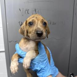 Shelter Stray Male Dog last seen , Hattiesburg, MS 39401
