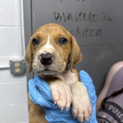 Shelter Stray Male Dog last seen , Hattiesburg, MS 39401
