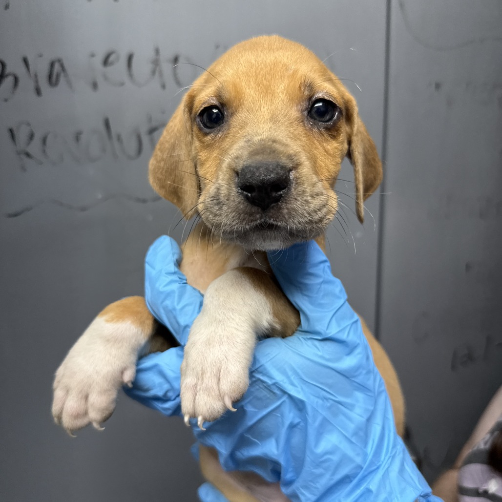 Shelter Stray Male Dog last seen , Hattiesburg, MS 39401