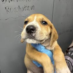 Shelter Stray Male Dog last seen , Hattiesburg, MS 39401
