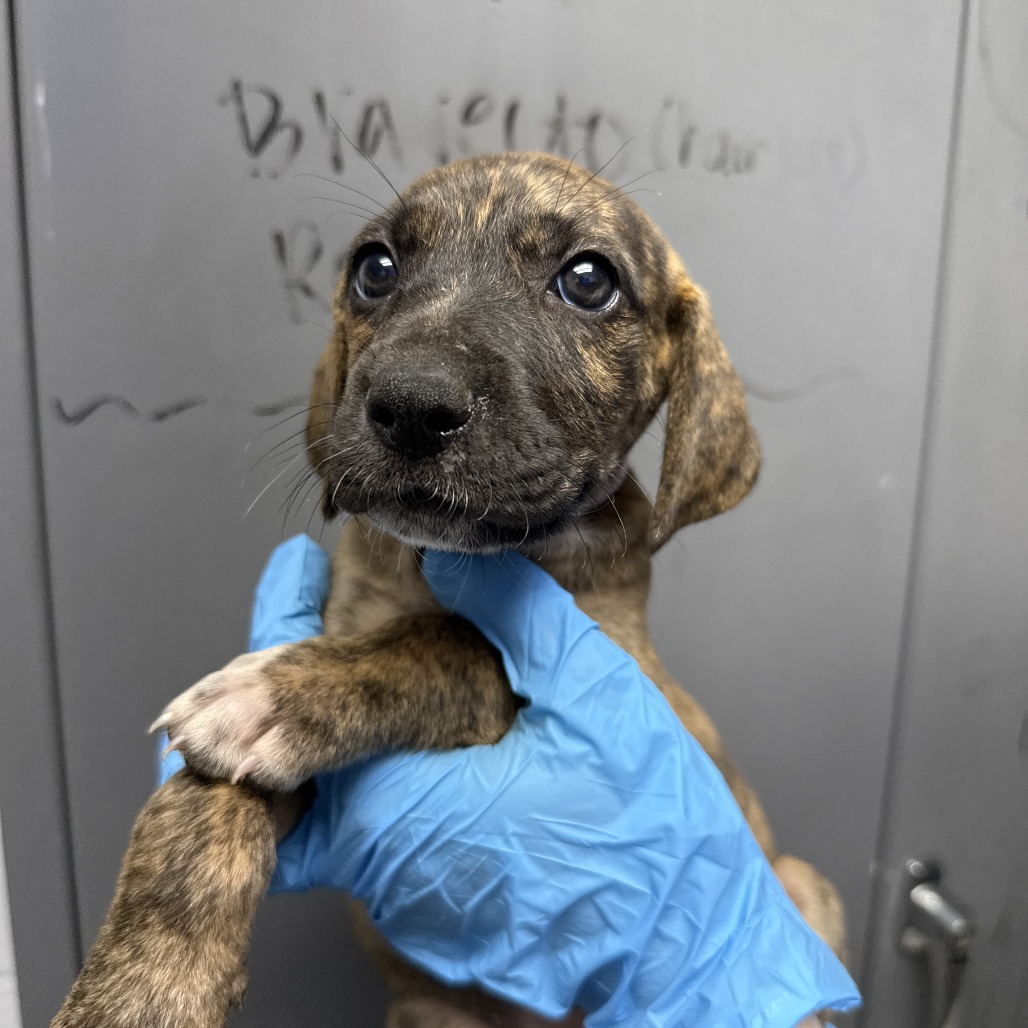 Shelter Stray Female Dog last seen , Hattiesburg, MS 39401