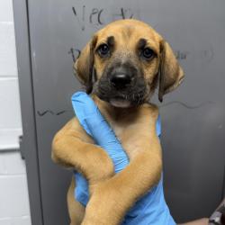 Shelter Stray Female Dog last seen , Hattiesburg, MS 39401