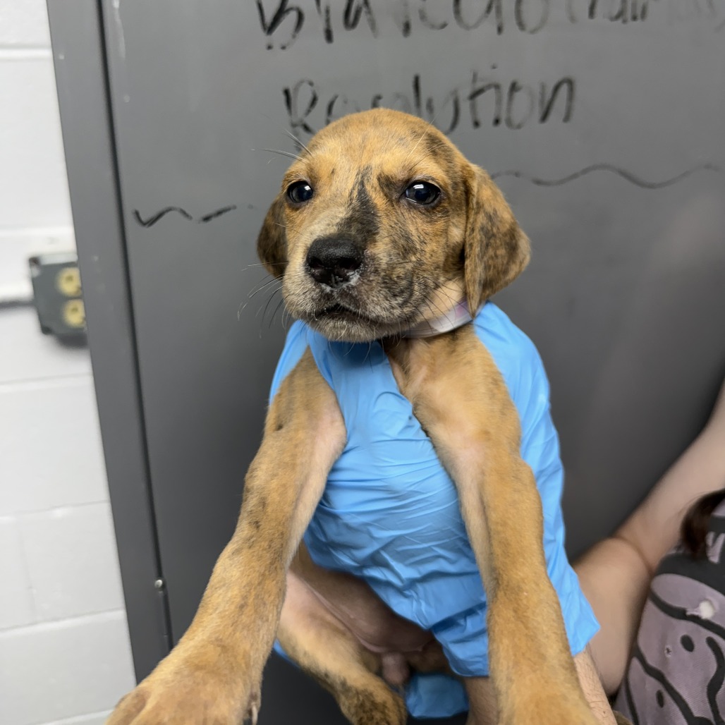 Shelter Stray Female Dog last seen , Hattiesburg, MS 39401