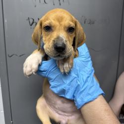 Shelter Stray Female Dog last seen , Hattiesburg, MS 39401