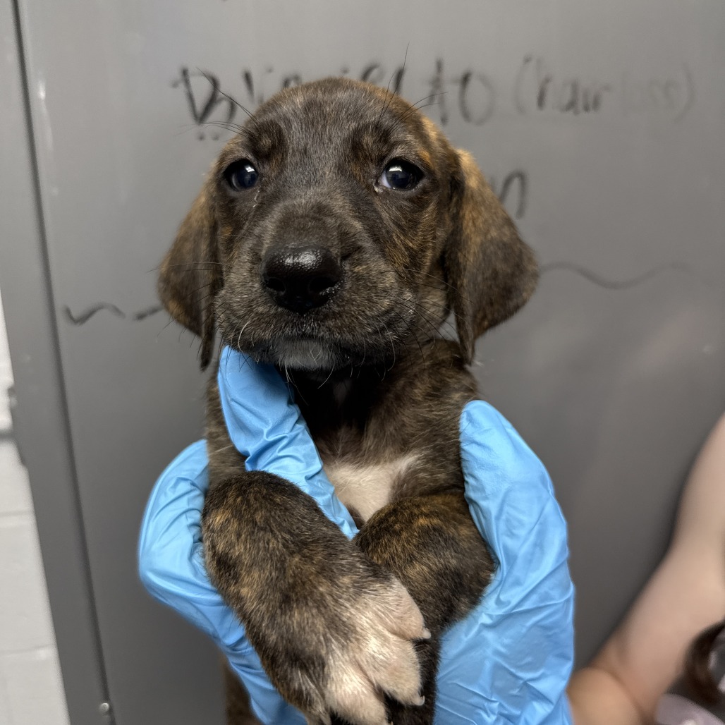 Shelter Stray Female Dog last seen , Hattiesburg, MS 39401