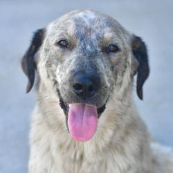 Shelter Stray Female Dog last seen , Ottawa, KS 66067