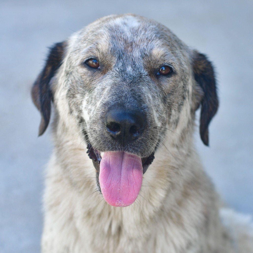 Shelter Stray Female Dog last seen , Ottawa, KS 66067