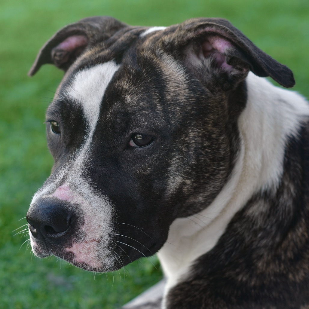 Shelter Stray Female Dog last seen , Ottawa, KS 66067