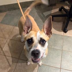Shelter Stray Male Dog last seen , Red Bank, TN 37415