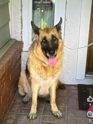 Reunited Female Dog last seen Tierra Rejada & South Hampton, Moorpark, CA 93021