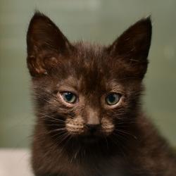 Shelter Stray Male Cat last seen , Ottawa, KS 66067