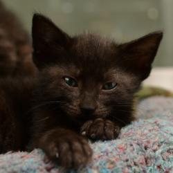 Shelter Stray Male Cat last seen , Ottawa, KS 66067