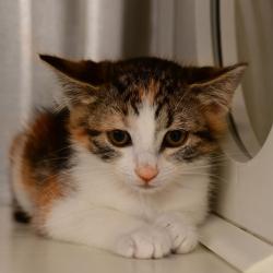 Shelter Stray Female Cat last seen , Ottawa, KS 66067