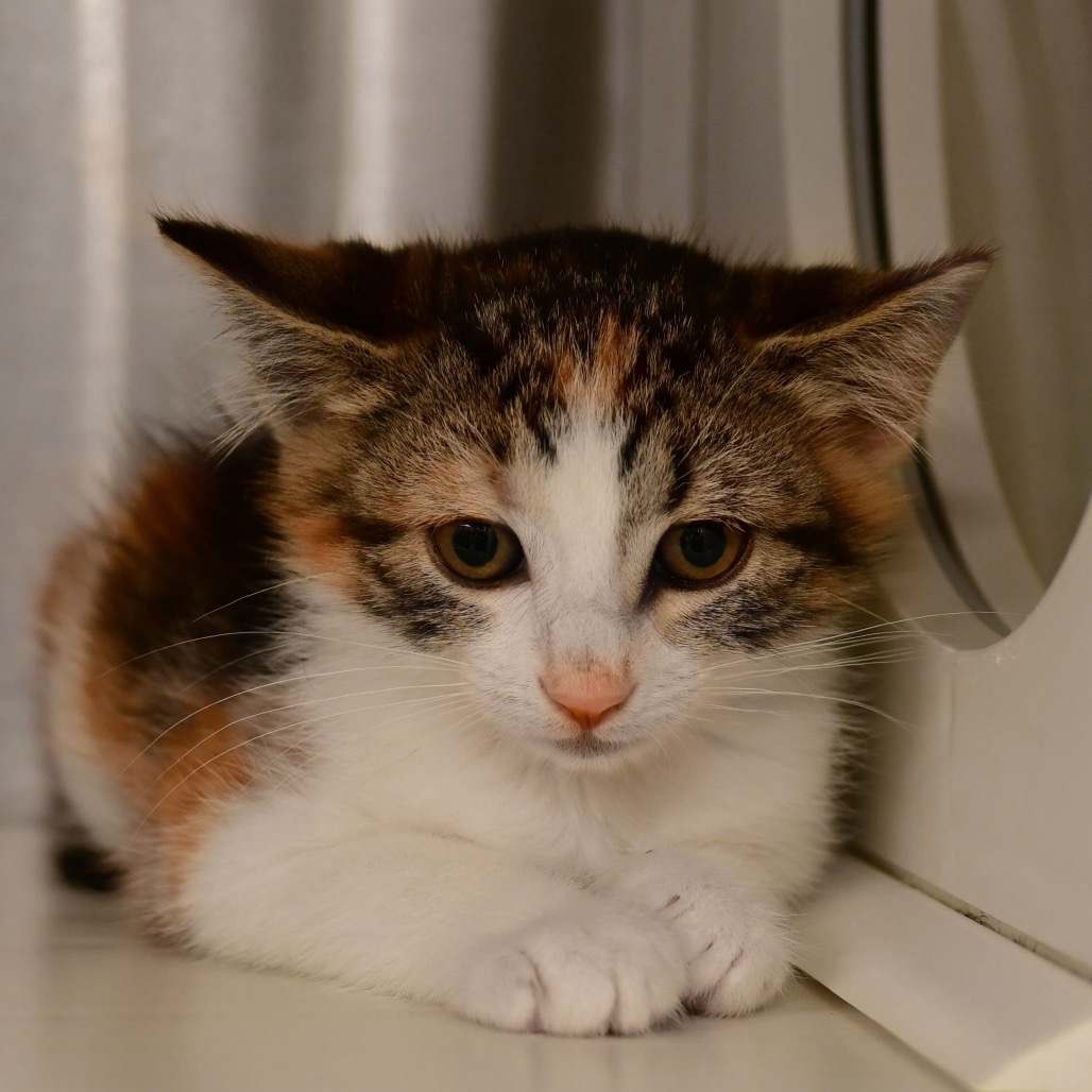 Shelter Stray Female Cat last seen , Ottawa, KS 66067