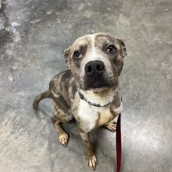 Shelter Stray Male Dog last seen , Ottawa, KS 66067