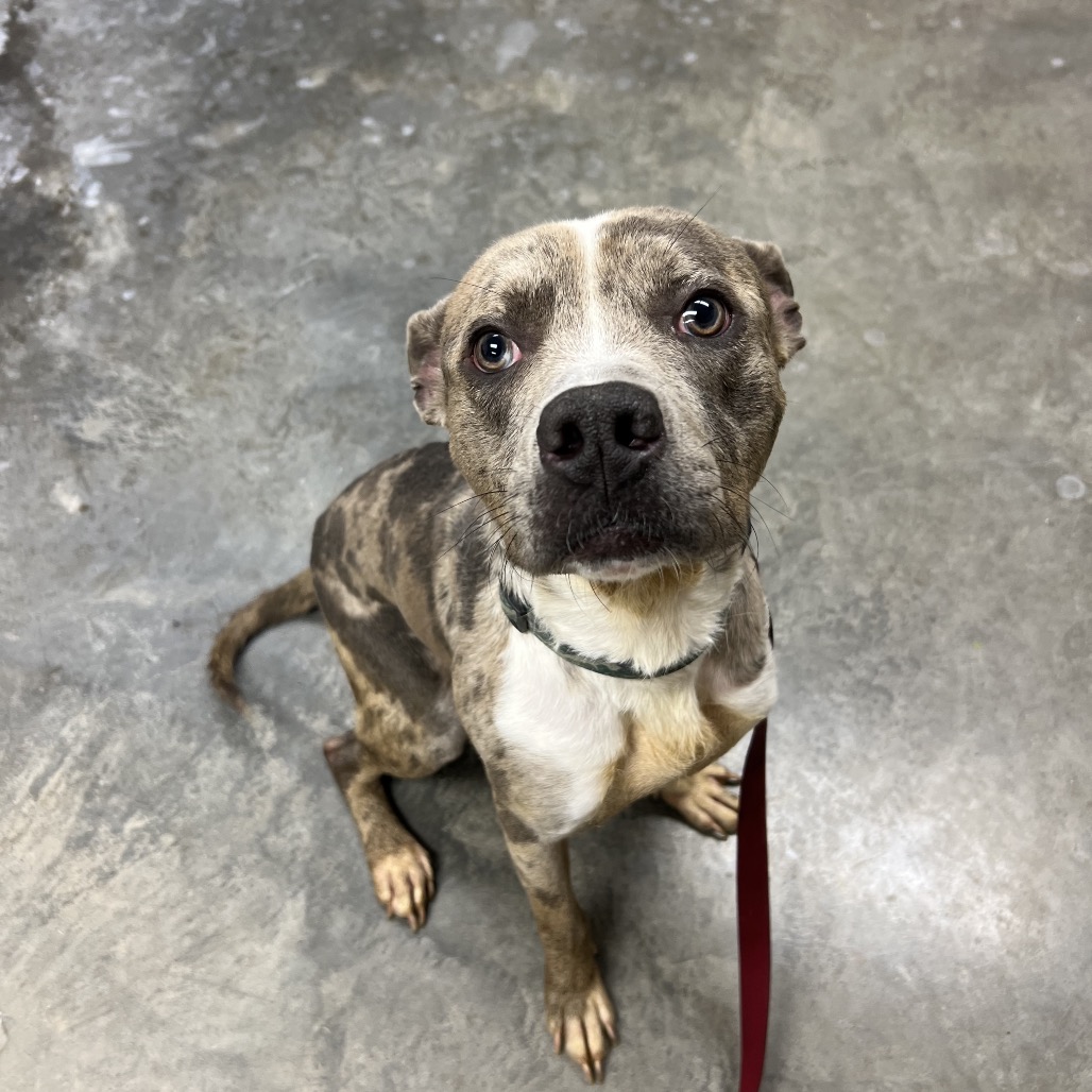 Shelter Stray Male Dog last seen , Ottawa, KS 66067