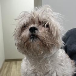 Shelter Stray Female Dog last seen , Oak Park, IL 60304