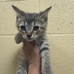 Shelter Stray Male Cat last seen , Memphis, TN 38133