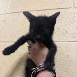 Shelter Stray Female Cat last seen , Memphis, TN 38133