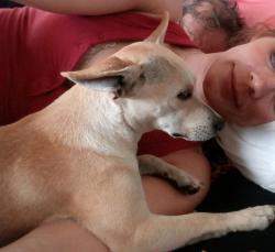 Reunited Female Dog last seen Westminster Courthouse, Westminster, CA 92683