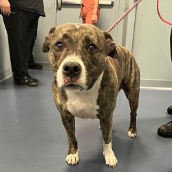 Shelter Stray Male Dog last seen , Greensboro, NC 27409