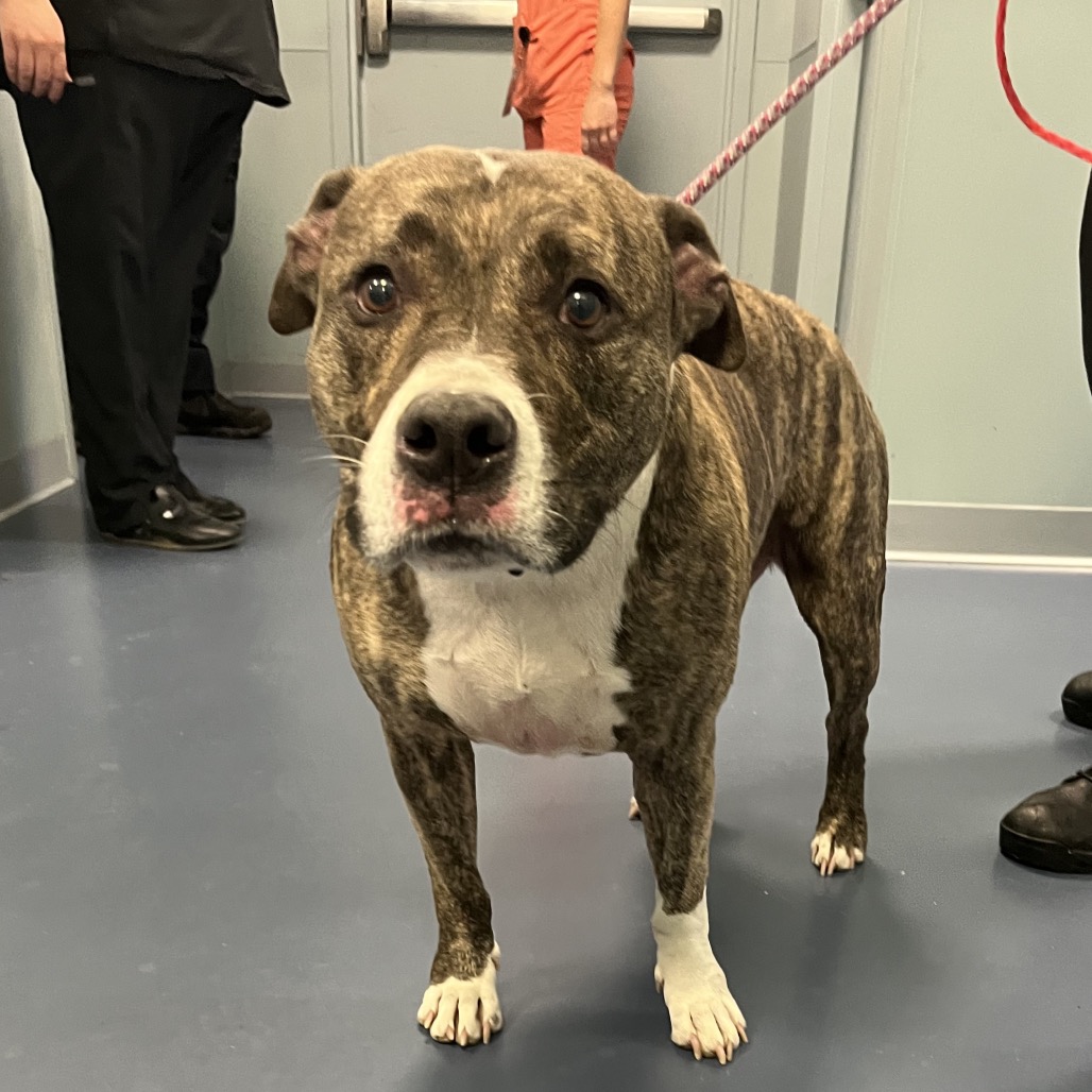 Shelter Stray Male Dog last seen , Greensboro, NC 27409