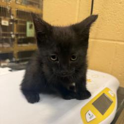 Shelter Stray Female Cat last seen , Memphis, TN 38133