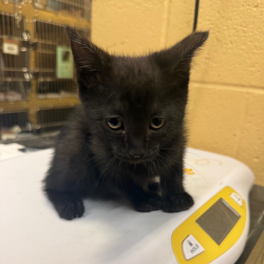 Shelter Stray Female Cat last seen , Memphis, TN 38133