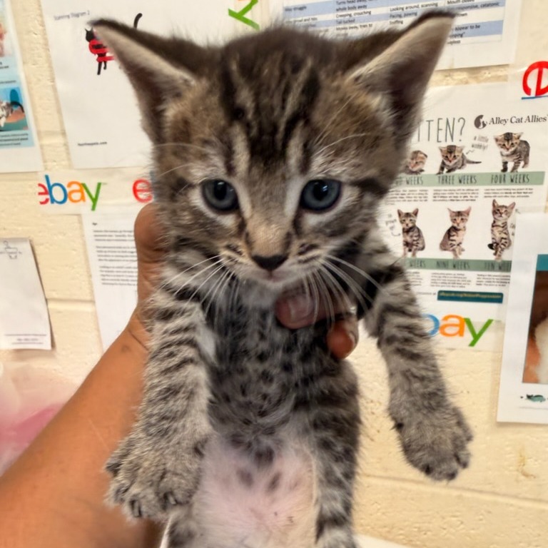 Shelter Stray Female Cat last seen , Memphis, TN 38133